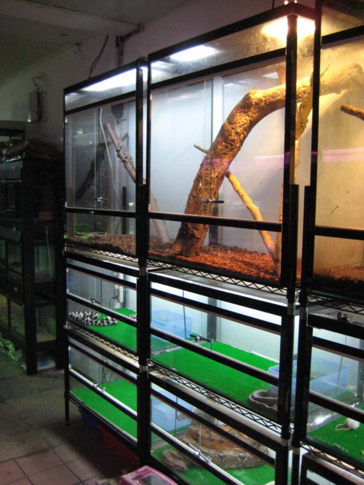 BUS-002 新莊．有魚兩棲爬蟲專賣店