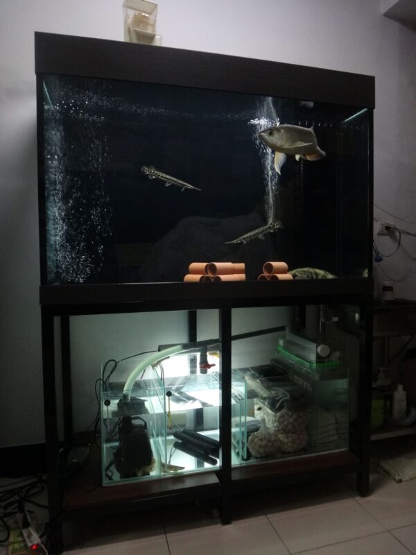 G-013 台北延平北路-莊先生 &ndash; 龍魚養殖設備