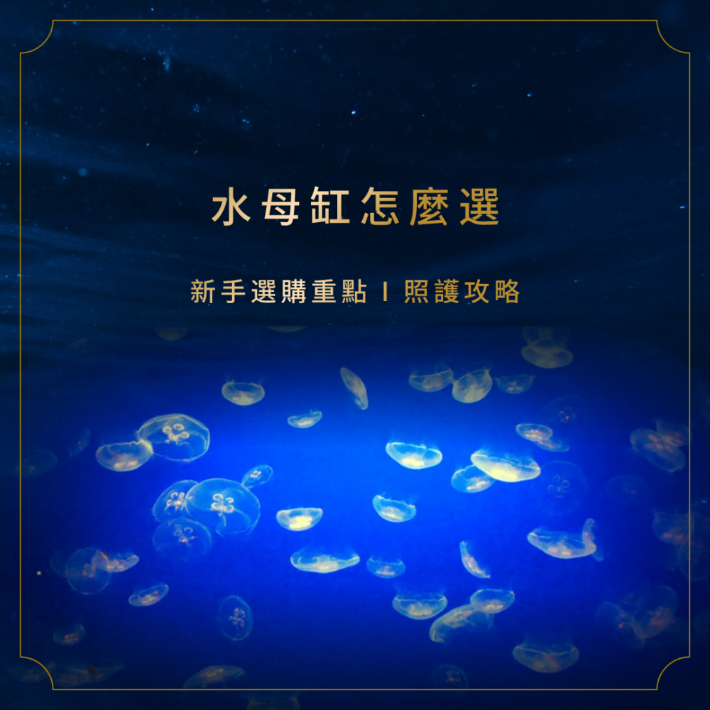 s-blob-v1-IMAGE-lDNcJ7oDzWM