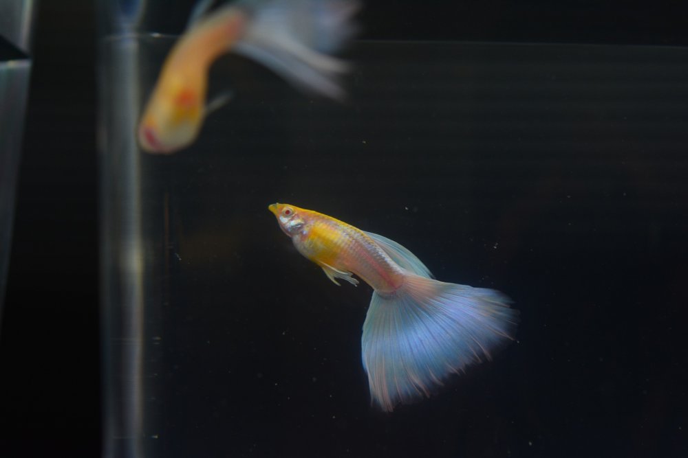 孔雀魚母魚