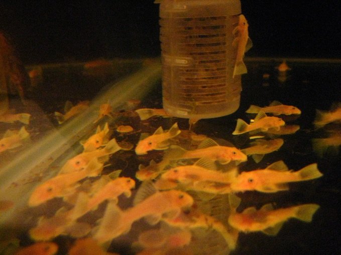 孔雀魚群