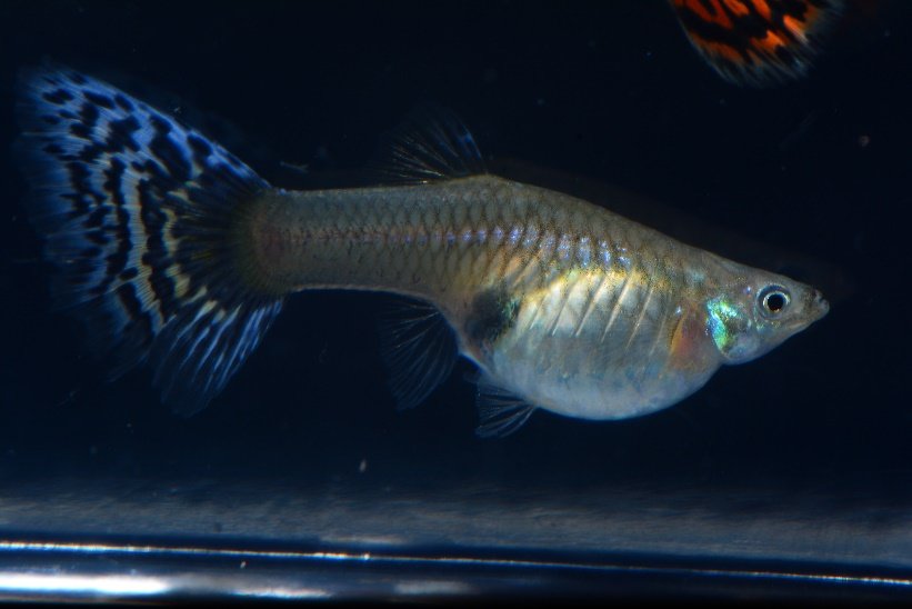 孔雀魚公魚
