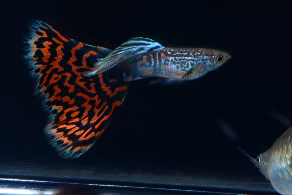 孔雀魚公魚