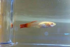 檢疫中的孔雀魚
