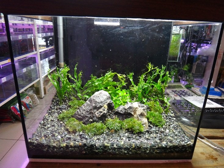 全砂缸水草造景